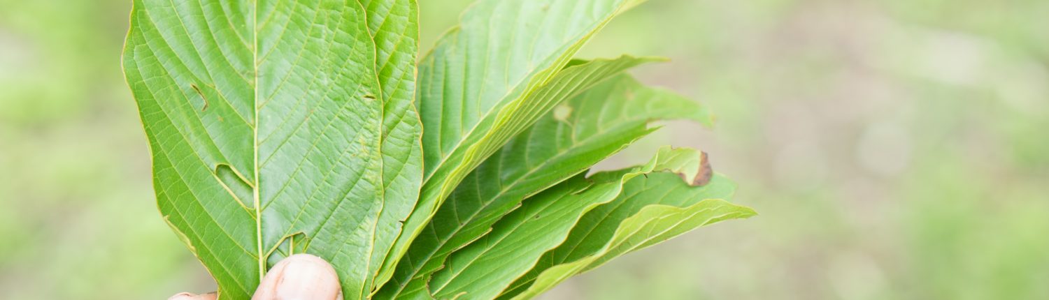 (Preparation & Use / Dosage) Kratom leaves