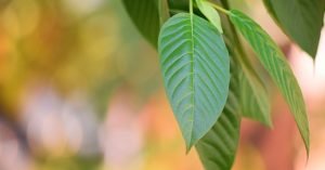 (Effects) How To Prevent Kratom Nausea