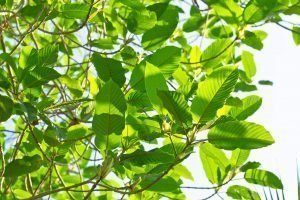 (Flora) Kratom leaves