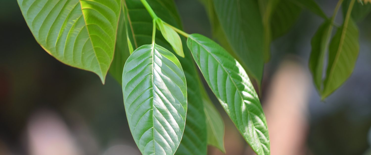 (Flora) Kratom leaves