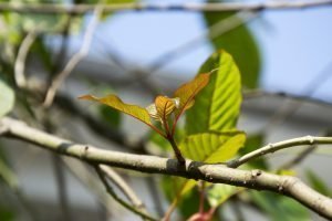 (Flora) Kratom Mitragyna