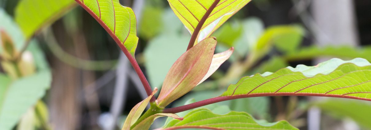 (Flora) Kratom leaves