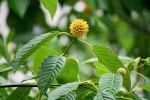 (Flora) Kratom flower and leaves